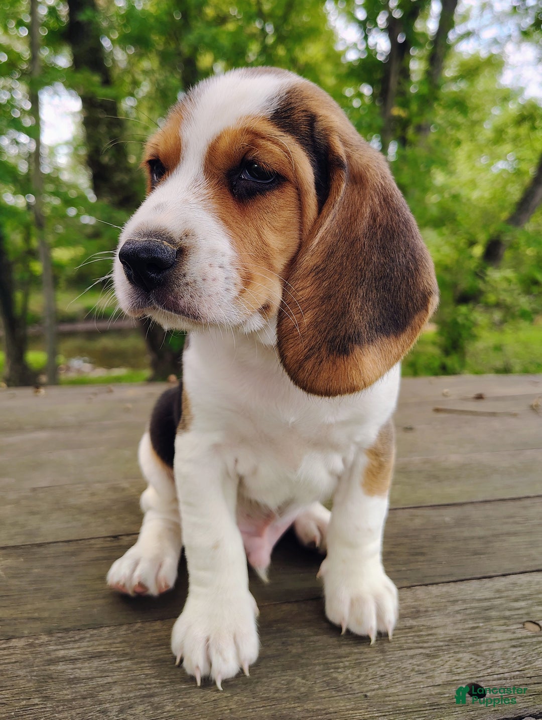 Dog Breed Short Haired Beagle 77+ Thousand Beagle Breed Royalty