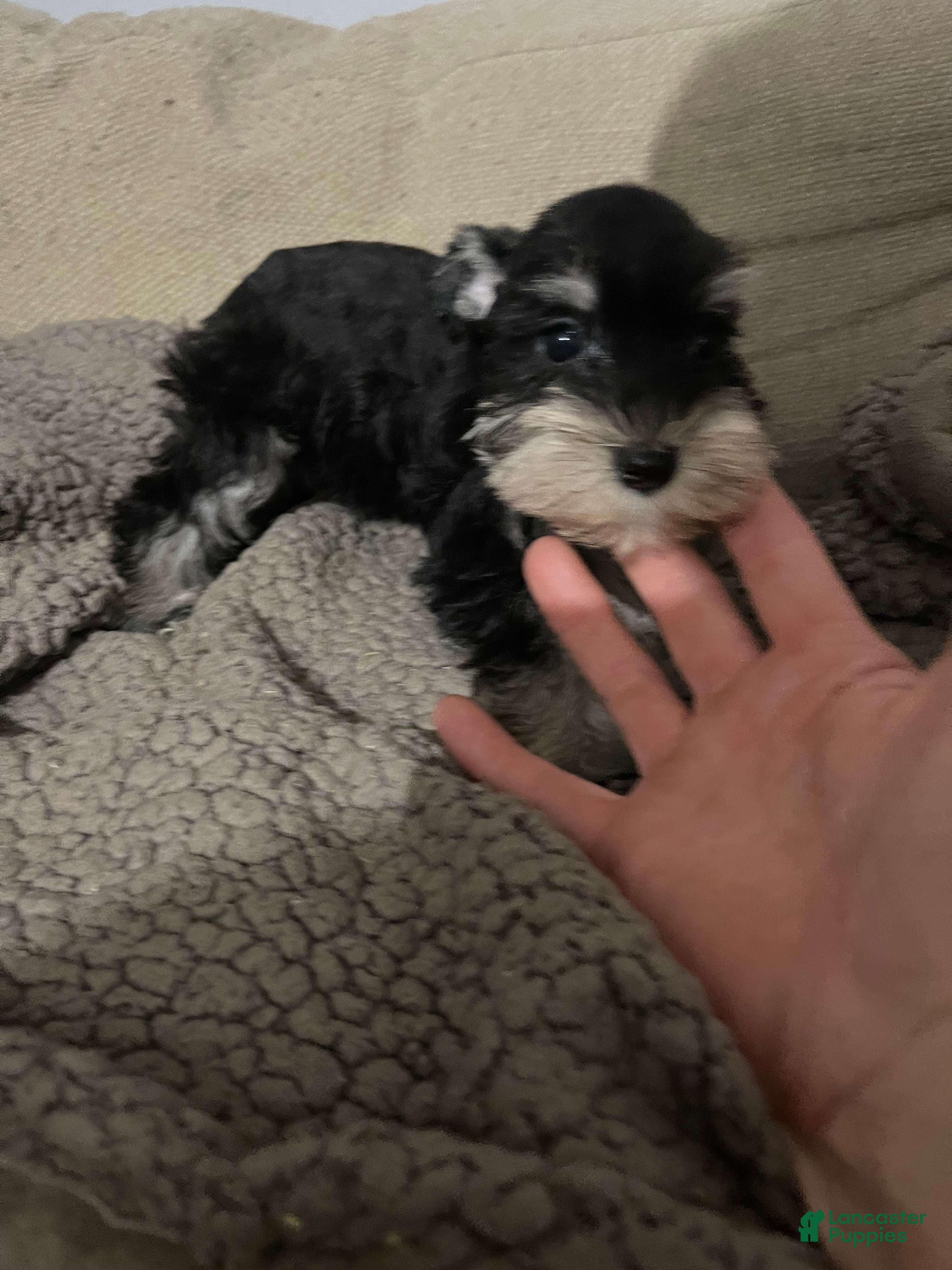 Miniature Schnauzer dogs Miniature Schnauzer 3 - Ad 7