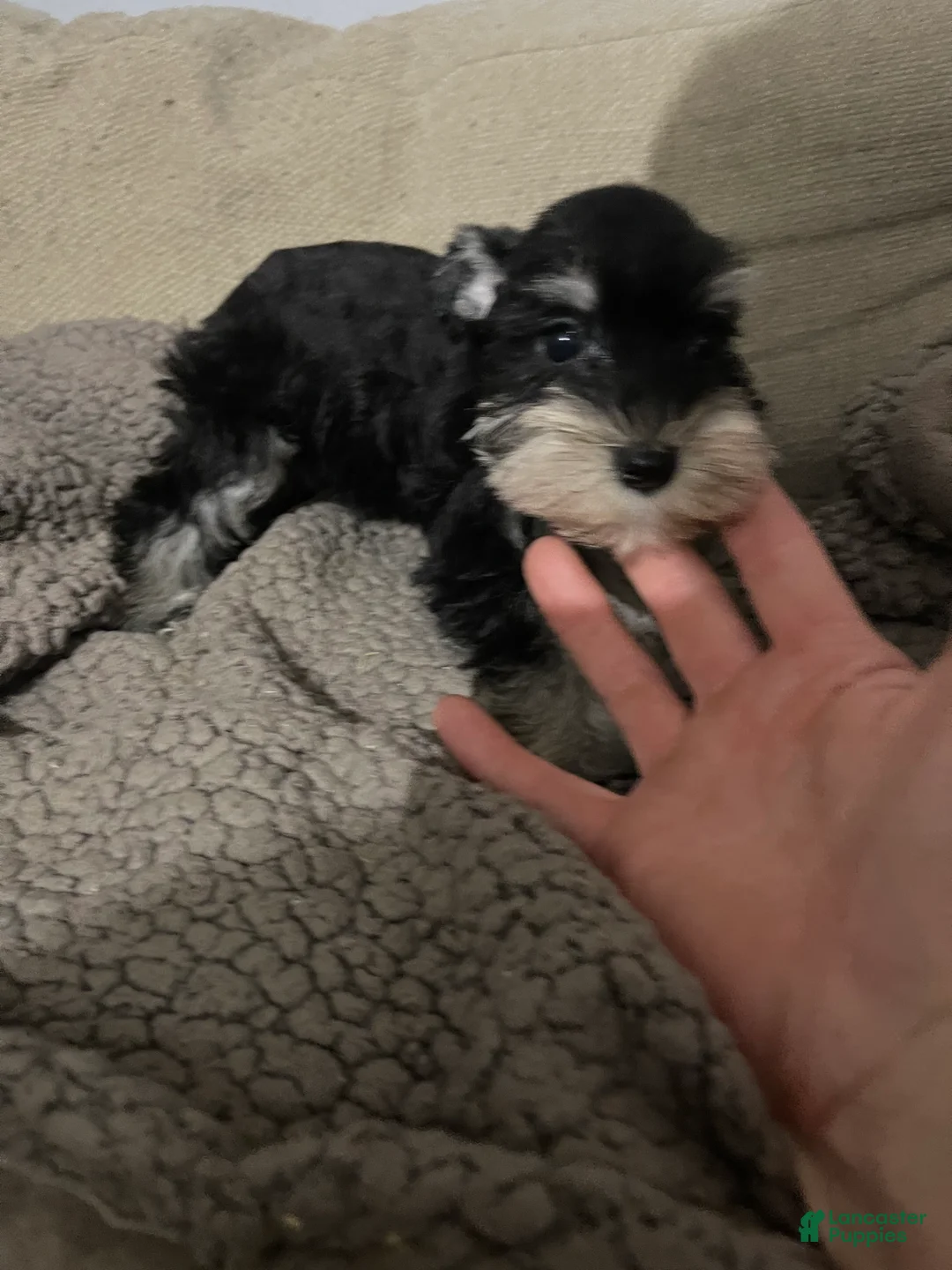 Miniature Schnauzer dogs for sale: Miniature Schnauzer 3 - Ad 1