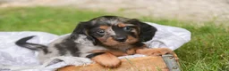 Miniature Dachshund dogs for sale: Avonlea Miniature Dachshund  - Ad 4