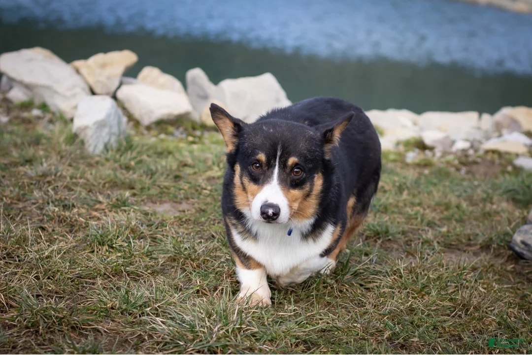 Mixed Breed dogs for sale: Jasper  - Ad 14