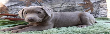 Silver Sambo
