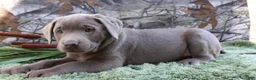 Labrador Retriever dogs for sale: Silver Sambo - Ad 1