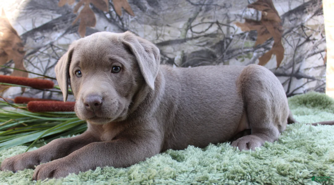 Labrador Retriever dogs for sale: Silver Sambo - Ad 1