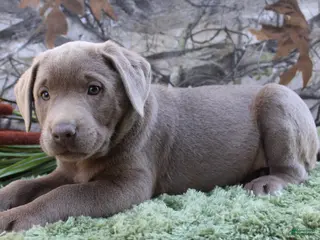 Labrador Retriever dogs for sale: Silver Sambo - Ad 3