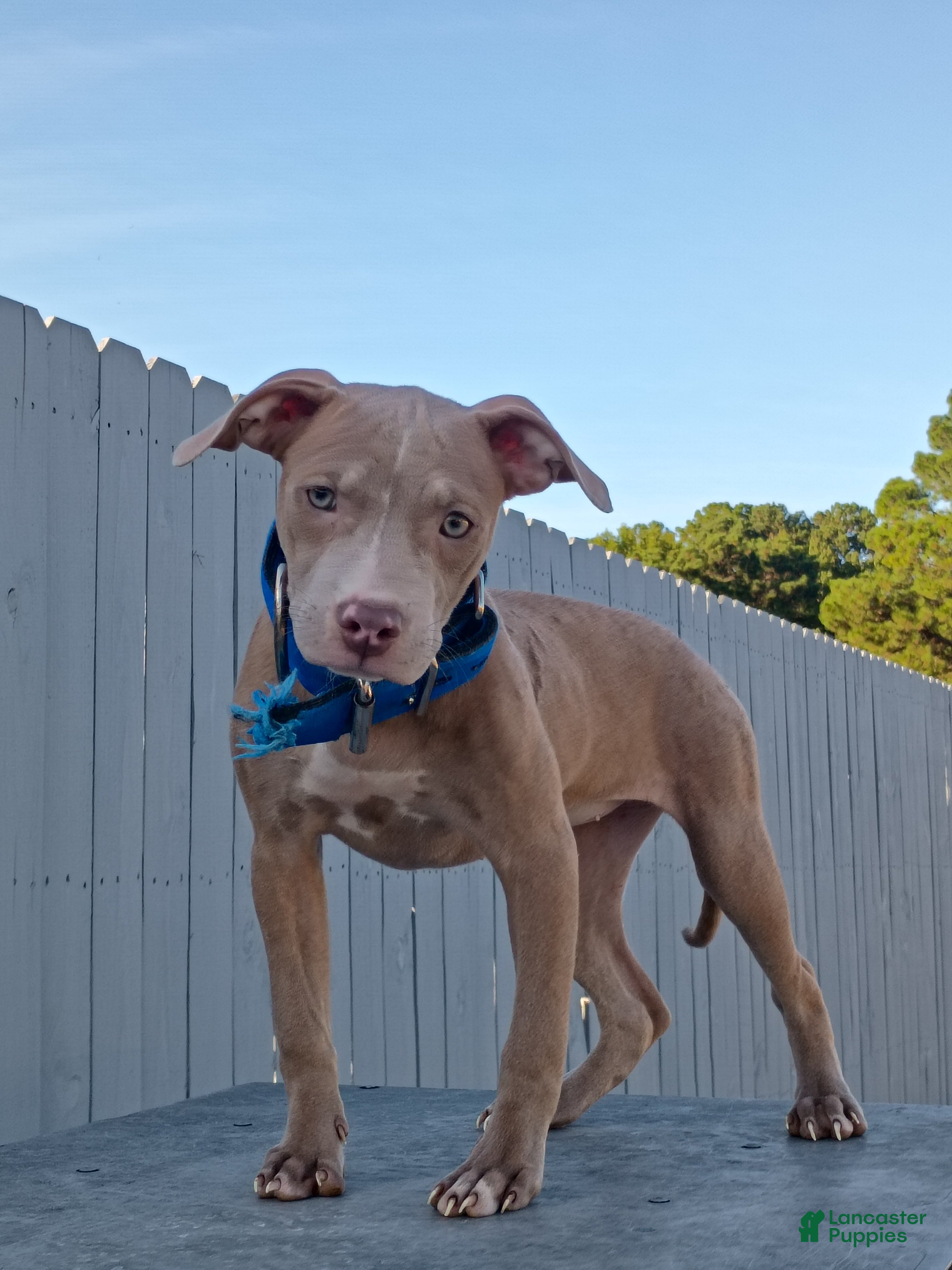 American Pit Bull Terrier dogs American Pit Bull Terrier 1 - Ad 9