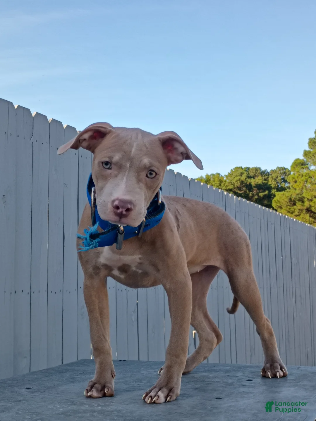 American Pit Bull Terrier dogs for sale: American Pit Bull Terrier 1 - Ad 1