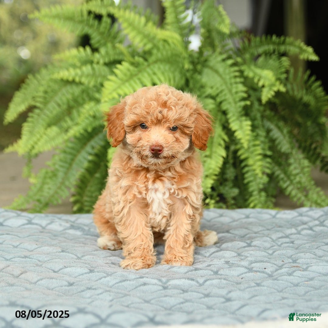 Toy Poodle dogs for sale: Sloane House Raised - Ad 4