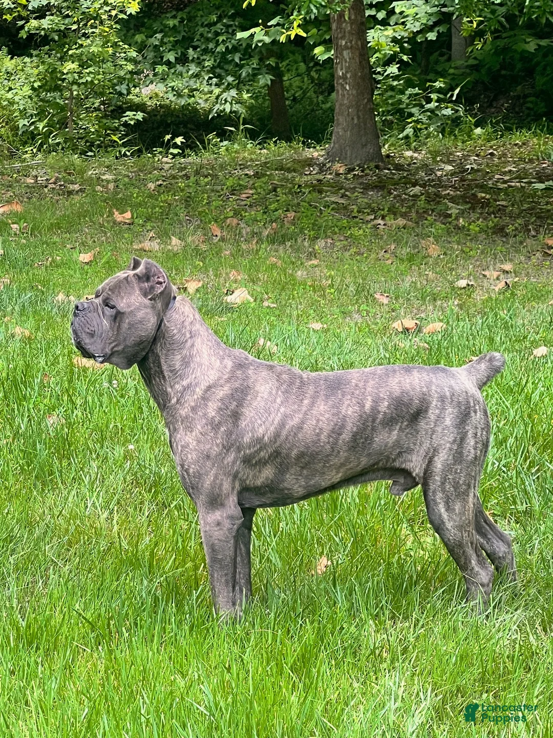Cane Corso dogs for sale: Lemon - Ad 7