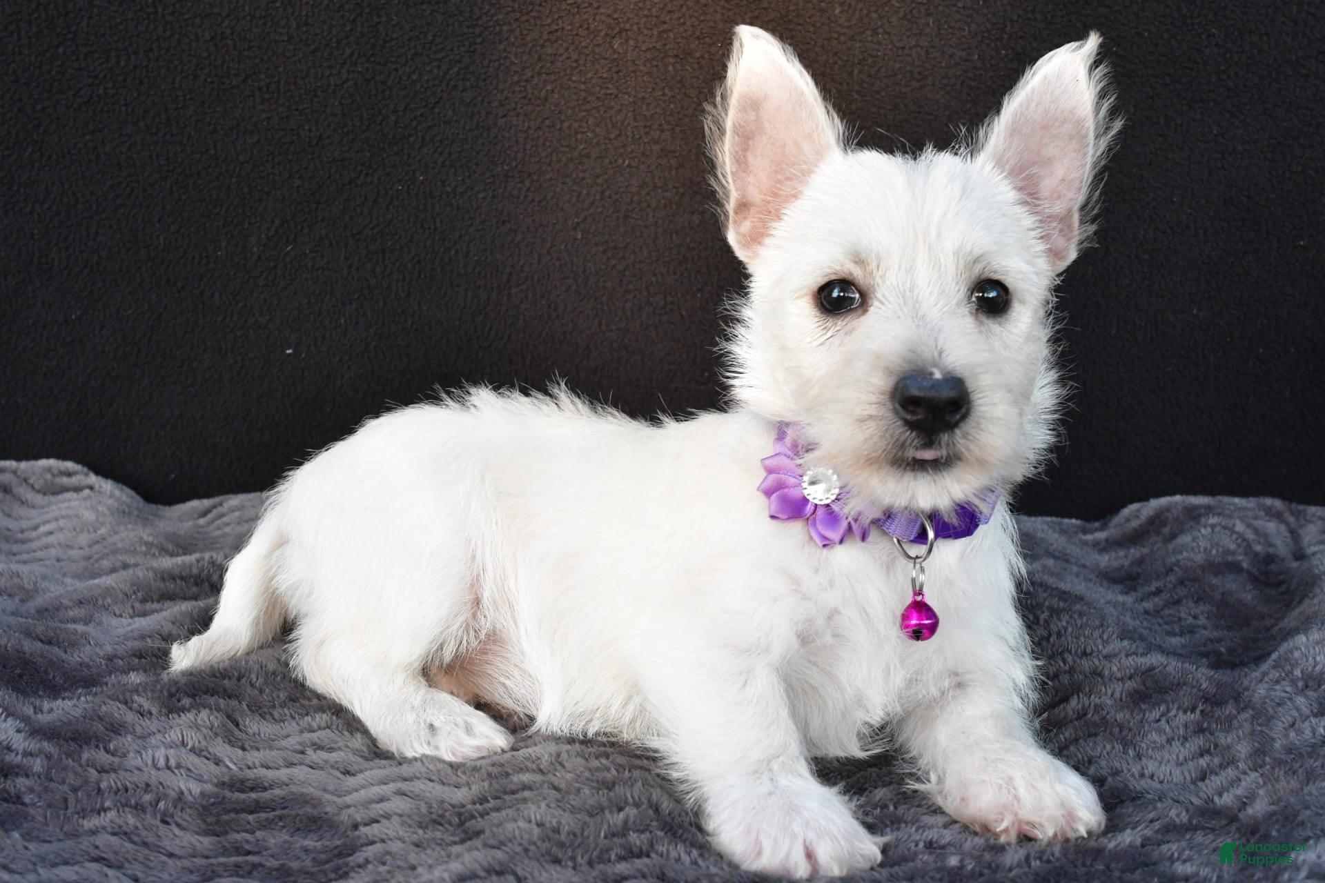 Highland West Holland Terrier White Westie Lazy Dogs (white Westie