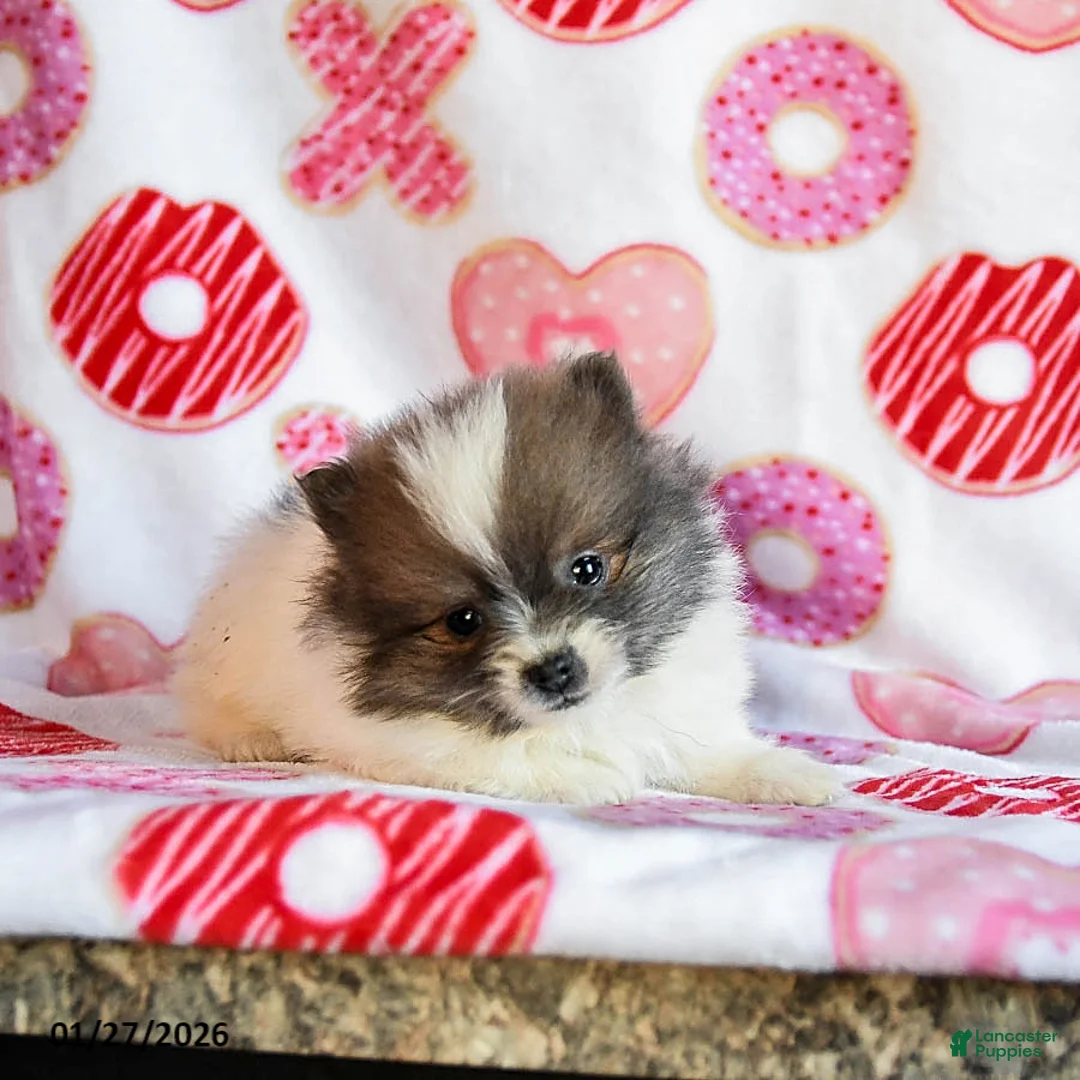 Pomeranian dogs for sale: Autumn - Ad 1