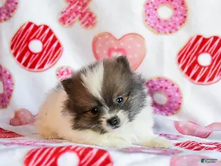 Pomeranian dogs Autumn - Ad 39