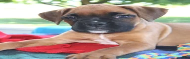 Macy-  Champion lines