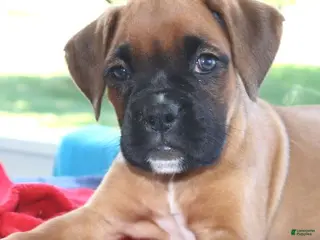 Boxer dogs for sale: Macy- Champion lines - Ad 1