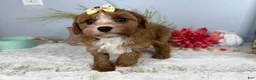 Cavapoo dogs for sale: Zoe  - Ad 3
