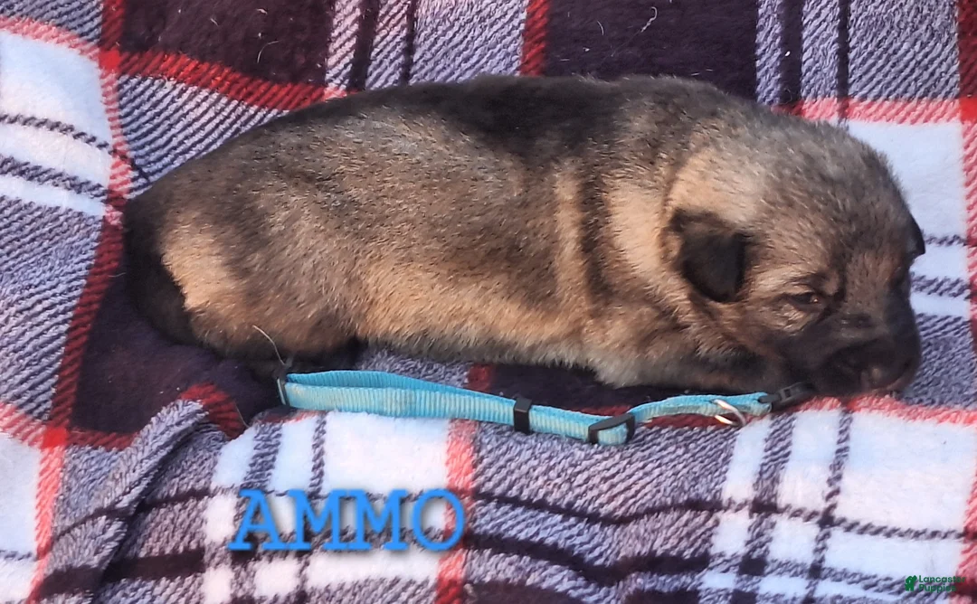 German Shepherd dogs for sale: Zahara - Ad 8