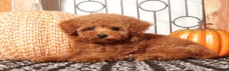 Miniature Poodle dogs for sale: Penny Female Miniature Poodle Puppy  - Ad 1