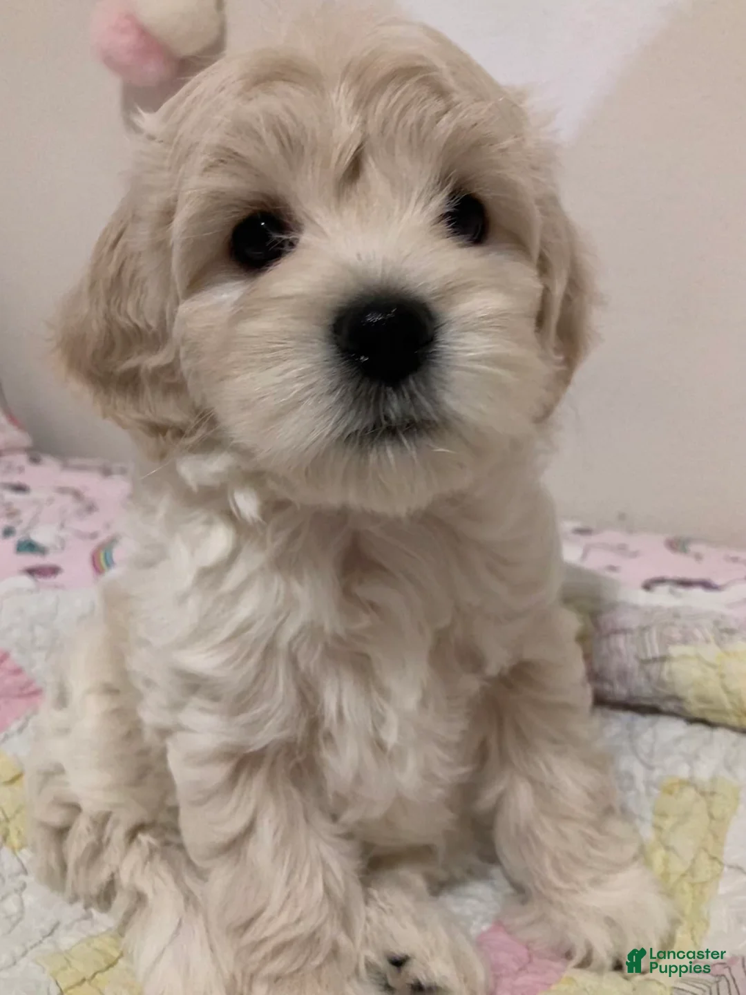 Maltipoo dogs for sale: Lucy - Ad 3