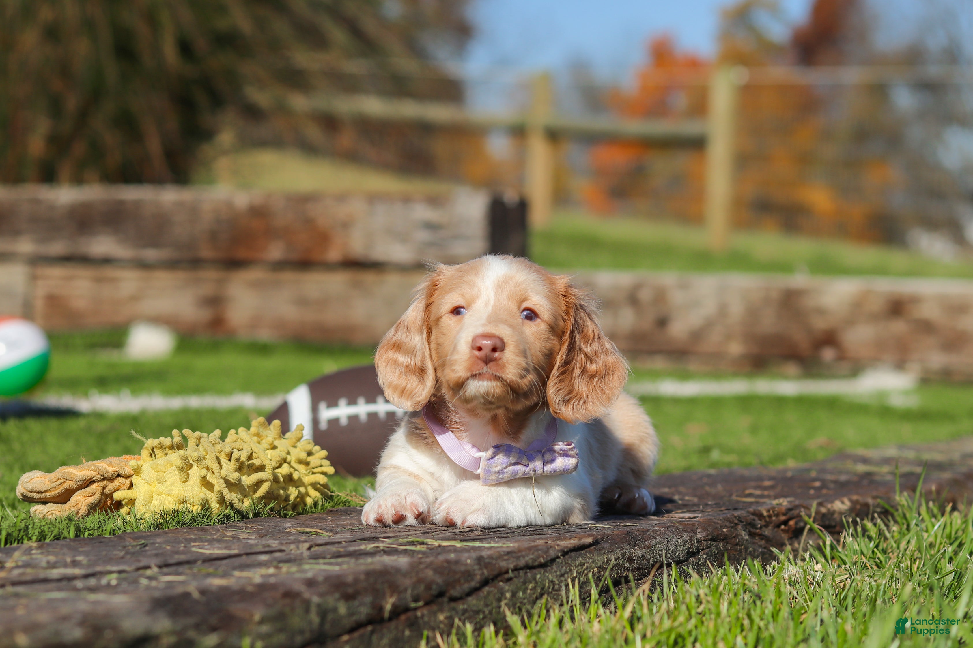 Miniature Dachshund dogs for sale: Autumn - Ad 2