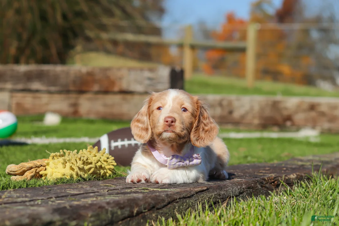 Miniature Dachshund dogs for sale: Autumn - Ad 2