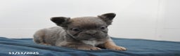 French Bulldog dogs for sale: Jade - Ad 6