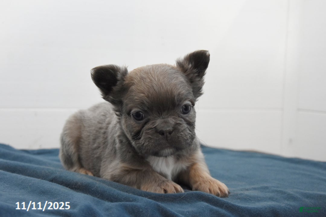 French Bulldog dogs for sale: Jade - Ad 6
