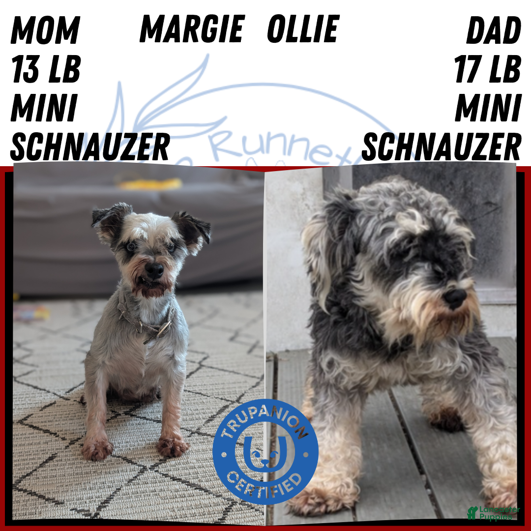 Miniature Schnauzer dogs for sale: Willow  - Ad 5
