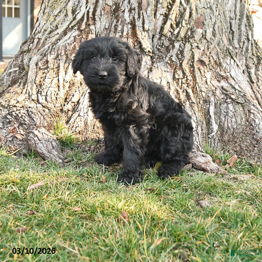 Schnauzer dogs Poppy - Ad 1