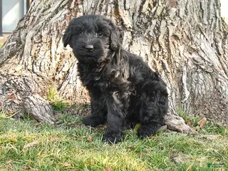 Schnauzer dogs for sale: Poppy - Ad 1