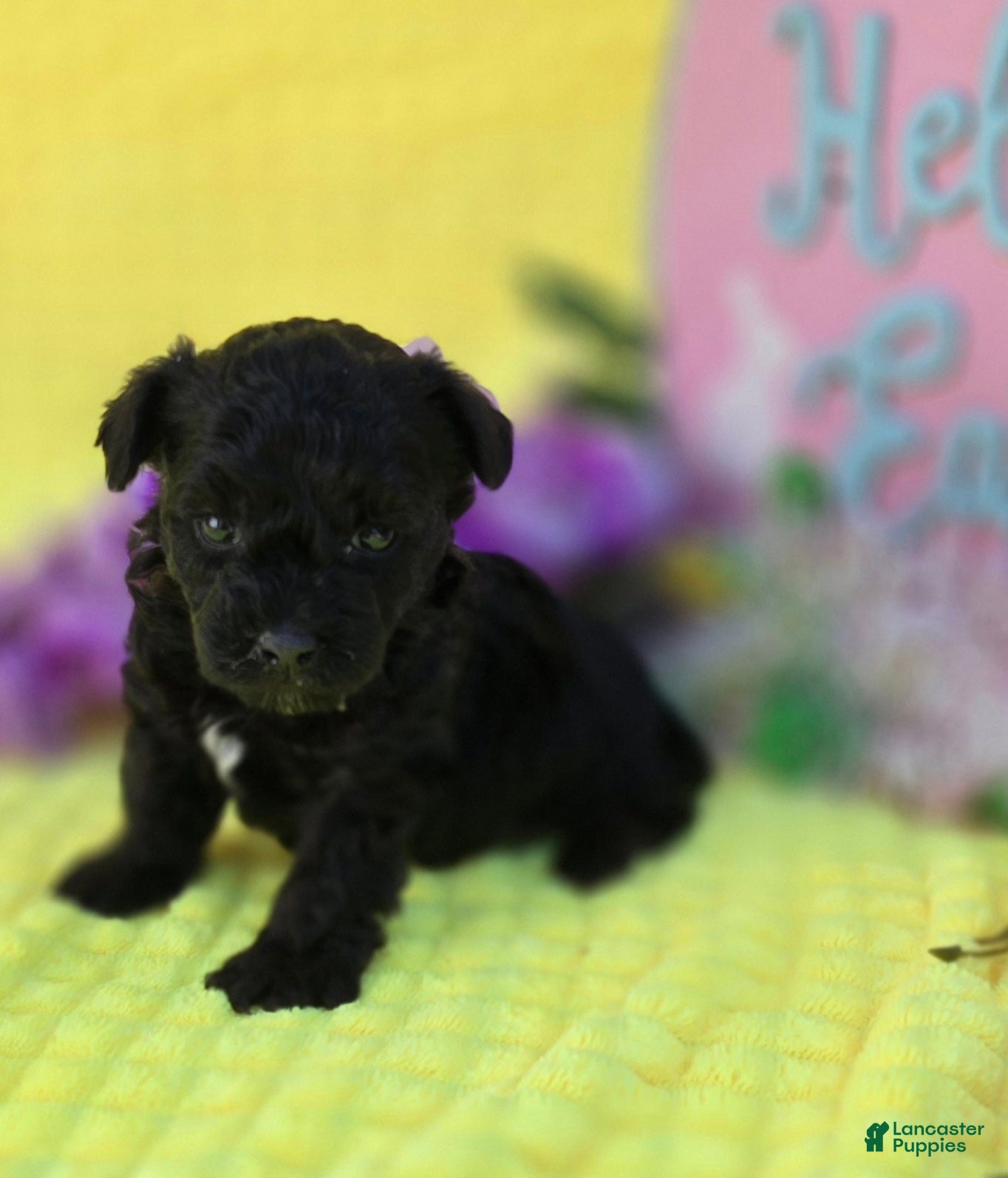 Mixed Breed dogs Noodle - Ad 2