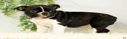 Frenchton dogs for sale: Malta - Ad 5