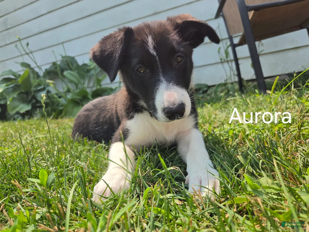 Border Collie dogs for sale: Aurora - Ad 1