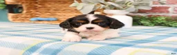 Cavalier King Charles Spaniel dogs for sale: Kaiden  - Ad 2