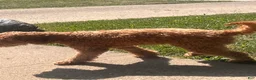 Goldendoodle dogs for sale: Goldendoodle 1 - Ad 3
