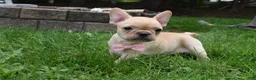 French Bulldog dogs for sale: Sierra - Ad 2