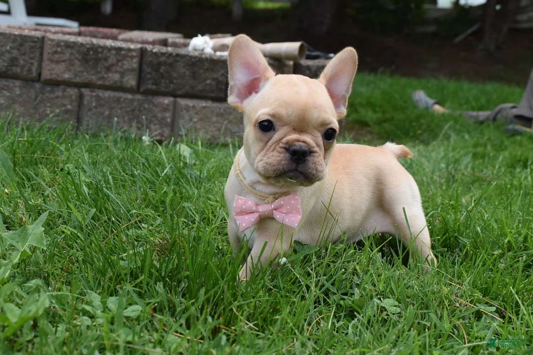 French Bulldog dogs for sale: Sierra - Ad 2