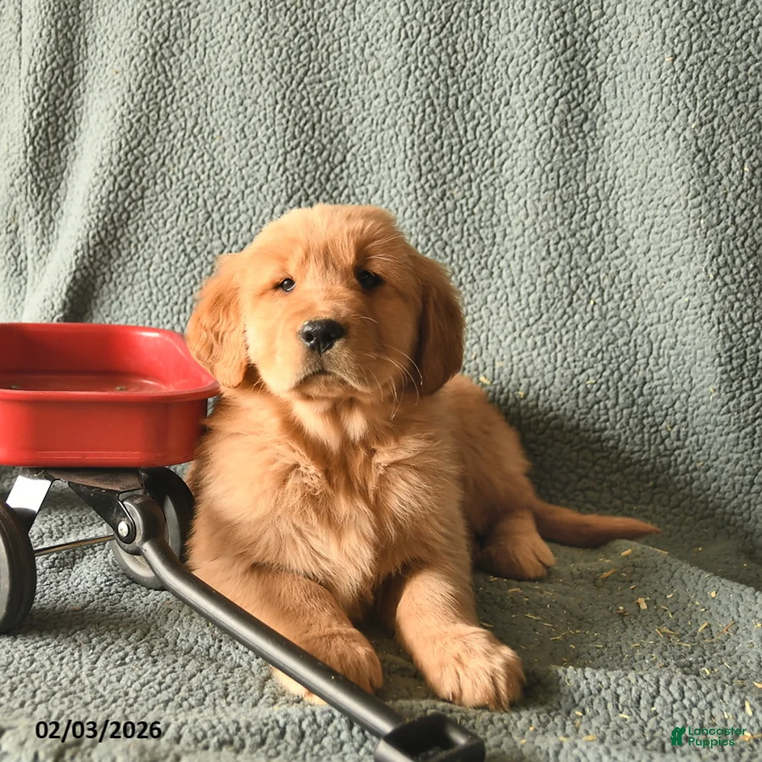 Golden Retriever dogs for sale: Knight  - Ad 2