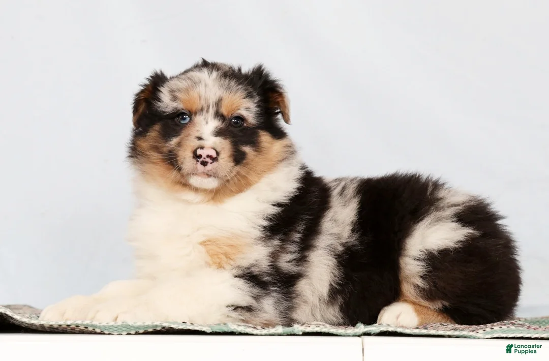Australian Shepherd dogs for sale: Justin - Ad 5