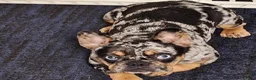 French Bulldog dogs for sale: dad - Ad 6