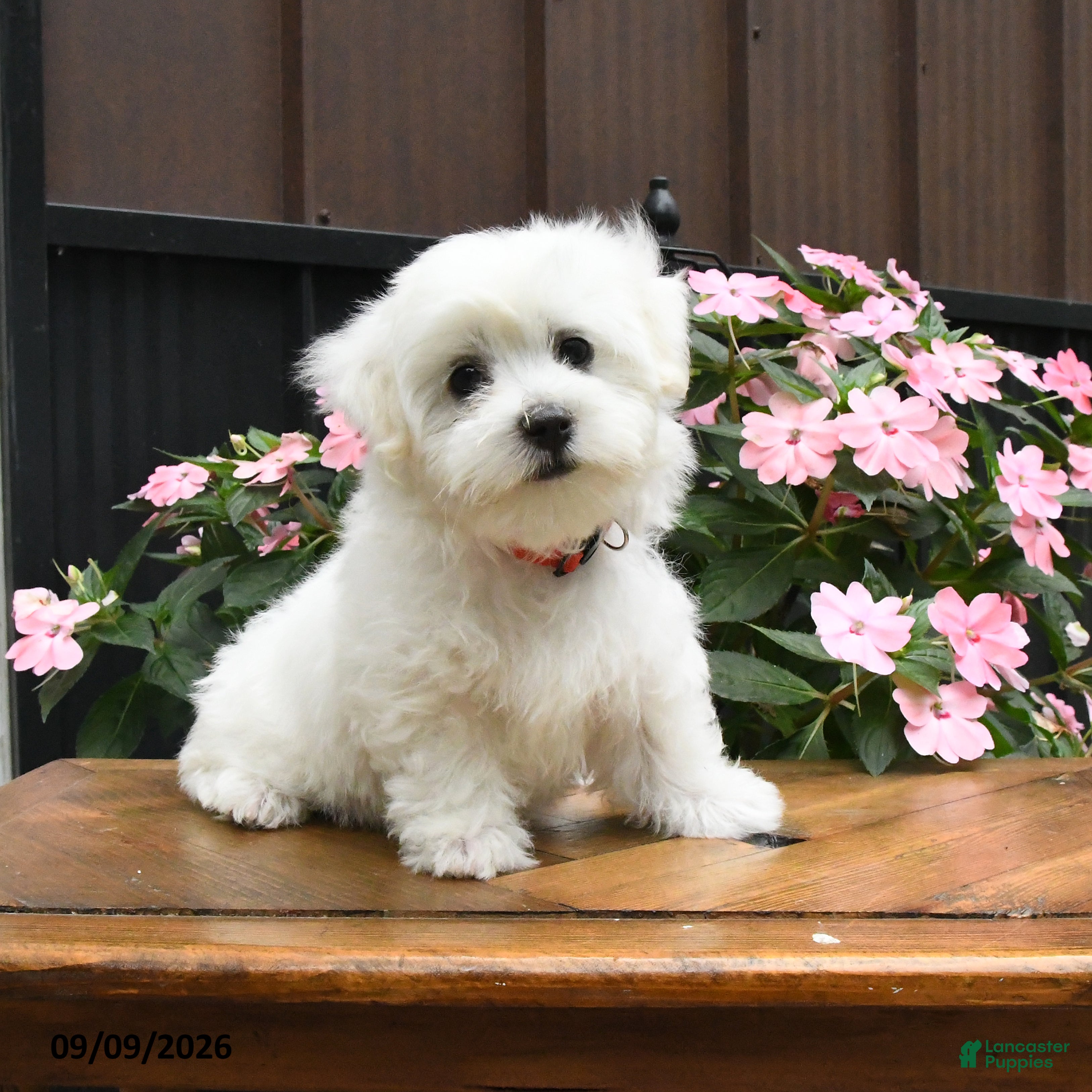 Maltese dogs Racer - Ad 1
