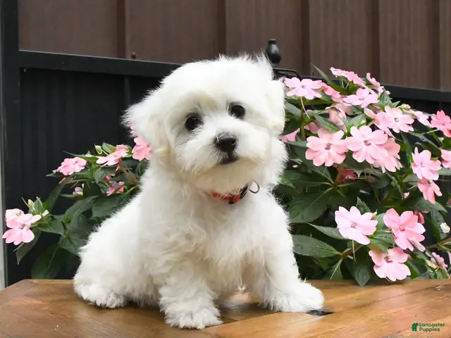Maltese dogs Racer - Ad 1