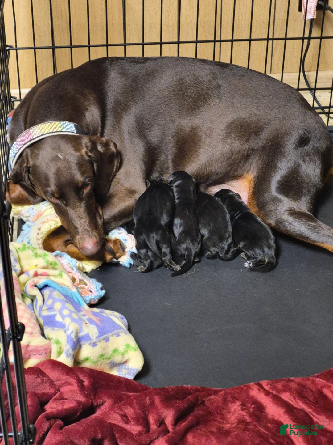 Doberman Pinscher dogs for sale: Doberman Pinscher 1 - Ad 2