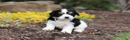 Cavachon dogs for sale: Queen - Ad 4