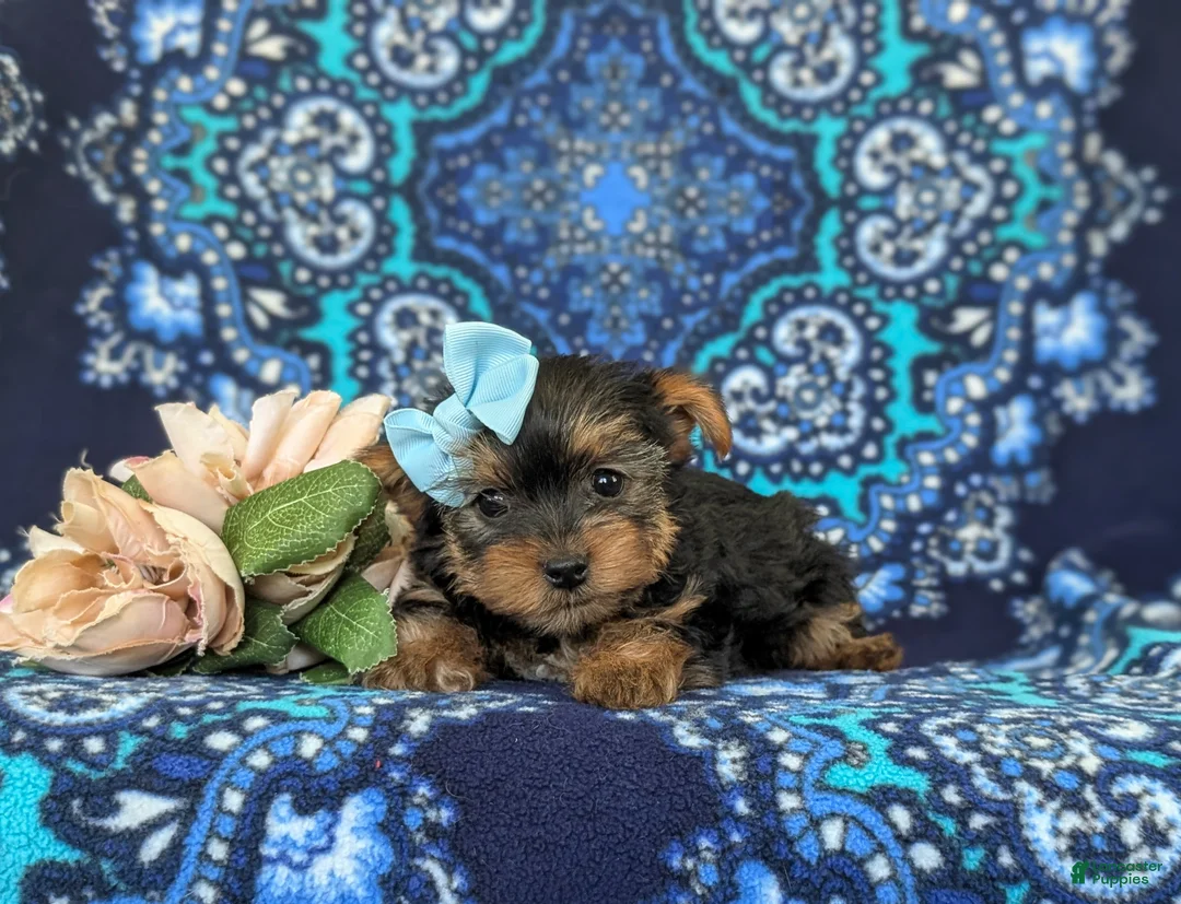 Yorkshire Terrier dogs for sale: Lindie 7 lbs Full Grown - Ad 7