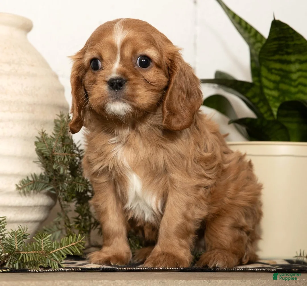 Cavalier King Charles Spaniel dogs for sale: Dash - Ad 4