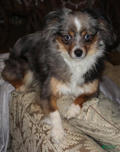 Gallery Image {{count}}