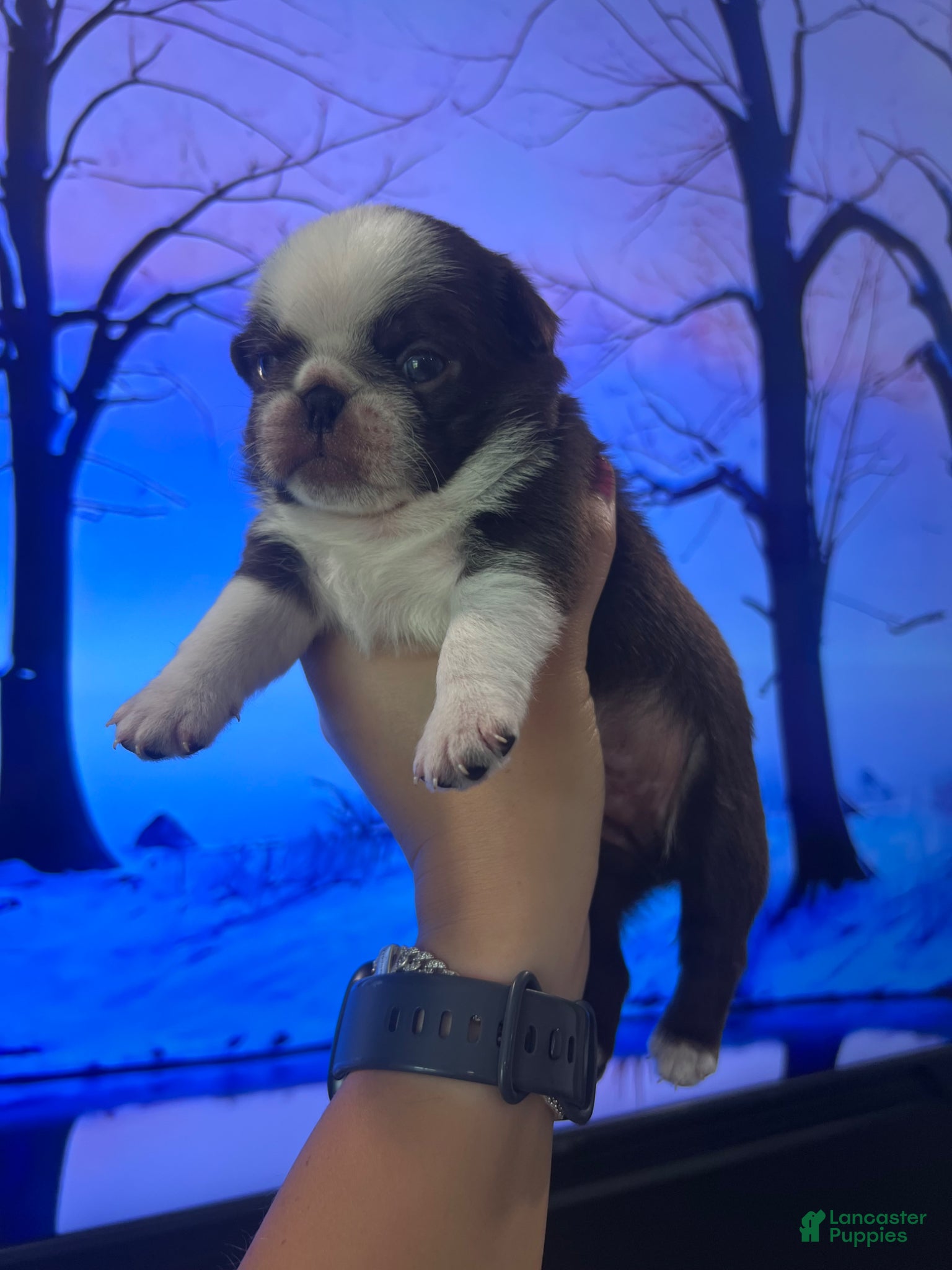 Pug dogs Chocolate Panda  - Ad 1