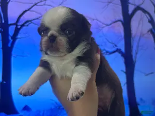 Pug dogs for sale: Chocolate Panda - Ad 3