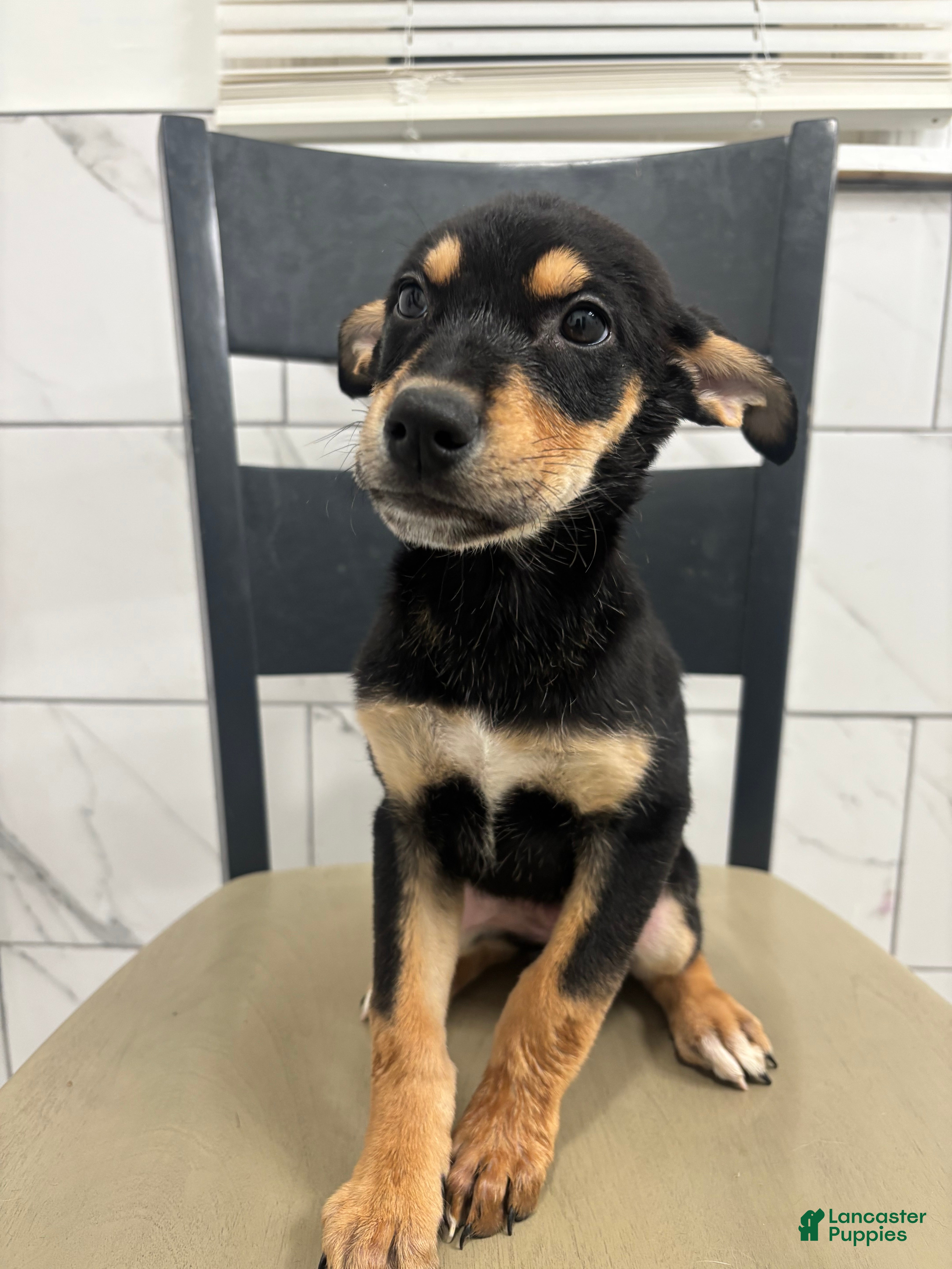 Mixed Breed dogs Mixed Breed Puppy 8 - Ad 2