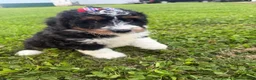 Bernedoodle dogs for sale: Skye - Ad 2
